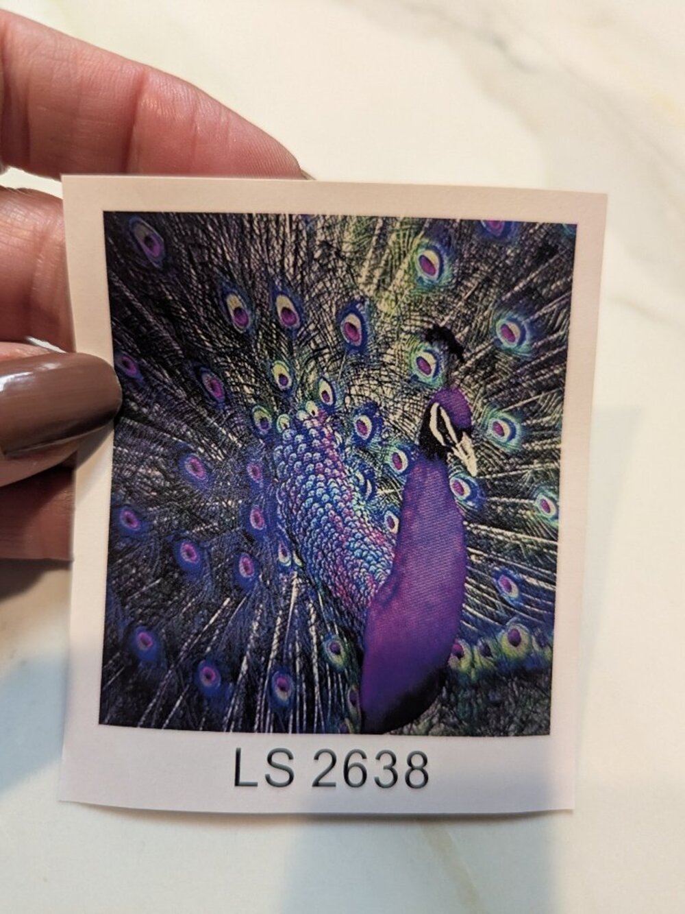 Peacock paint by number 17 x 17 inches